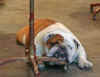 Bulldog,  Yep. Real & comfortable in a shop in New Orleans