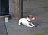 Jack Russell Terrier not always patiently waiting for his owner, who was standing at the bar with friends just 10 feet away.
