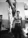FoxBigFish.jpg (49251 bytes)
