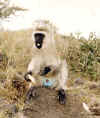 BBmonkey.jpg (37637 bytes)