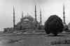 BlueMosqueIstanbul.jpg (19559 bytes)