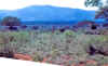 KenyaSafari24.jpg (163416 bytes)