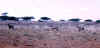 KenyaSafari25.jpg (77568 bytes)