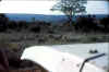 KenyaSafari28.jpg (57800 bytes)