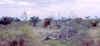 KenyaSafari31.jpg (41000 bytes)